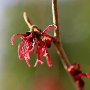 Hamamelis x intermedia 'Rubin' 5L