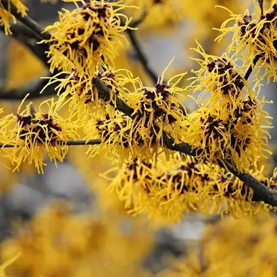 Hamamelis x intermedia 'Westerstede' 5L