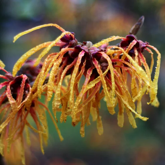 Hamamelis x intermedia 'Aphrodite'