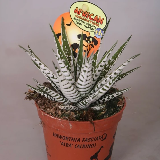 Haworthia fasciata 'Alba' 5.5cm