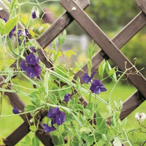 Heavy Duty Expanding Slate Trellis - 30cm - image 3