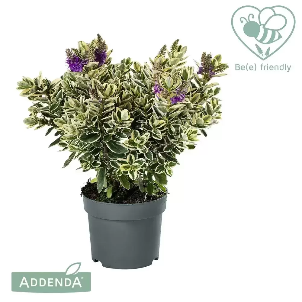 Hebe Addenda 'Donna Katrina' 2L - Cowell's Garden Centre | Woolsington