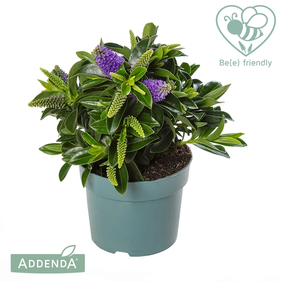 Hebe Addenda 'Petita Blue' 1L - image 2