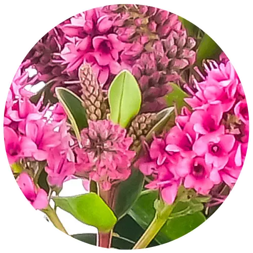 Hebe All Blooms 'Samiri' - image 2