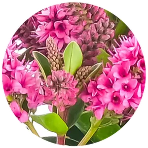 Hebe All Blooms 'Samiri' - image 2