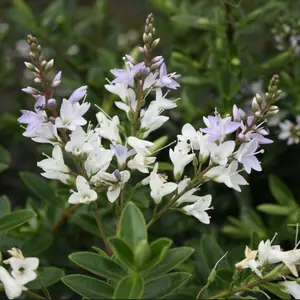 Hebe 'Pearl of Paradise'