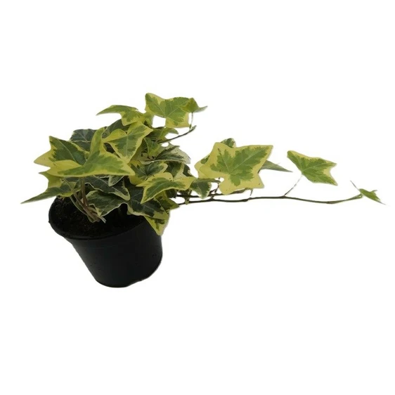 Hedera helix 'Gold Child' 9cm - image 2