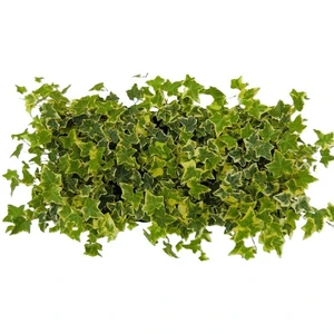 Hedera helix 'Gold Child' 9cm - image 3