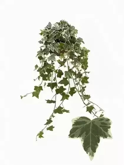 Hedera helix 'Eva' 1L