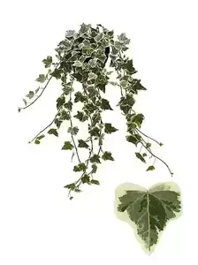 Hedera helix 'White Wonder' 1L - image 2