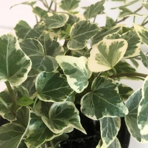 Hedera helix 'White Wonder' 9cm - image 1