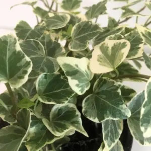 Hedera 'White Wonder'