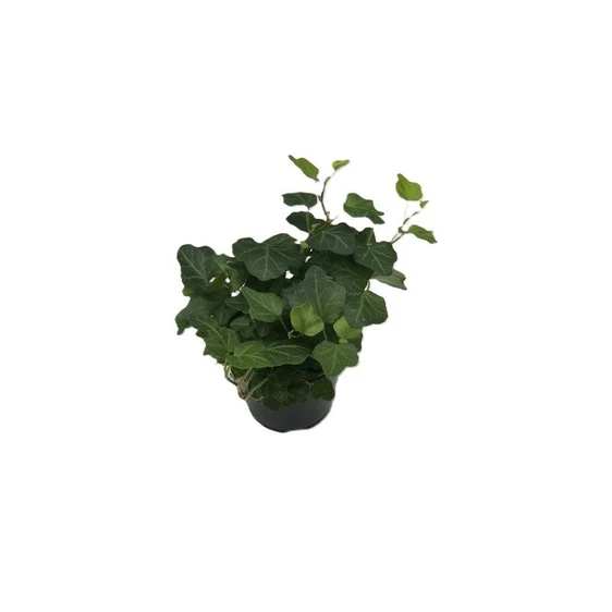 Hedera helix 'Wonder' 9cm - image 2