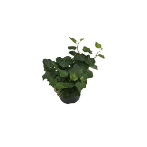 Hedera helix 'Wonder' 9cm - image 2