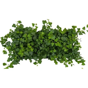 Hedera helix 'Wonder' 9cm - image 3