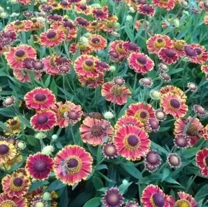 Helenium autumnale 'Bandera' 1L