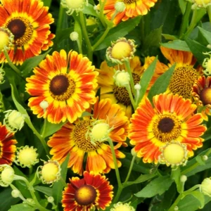 Helenium autumnale 'Fuego' 1L