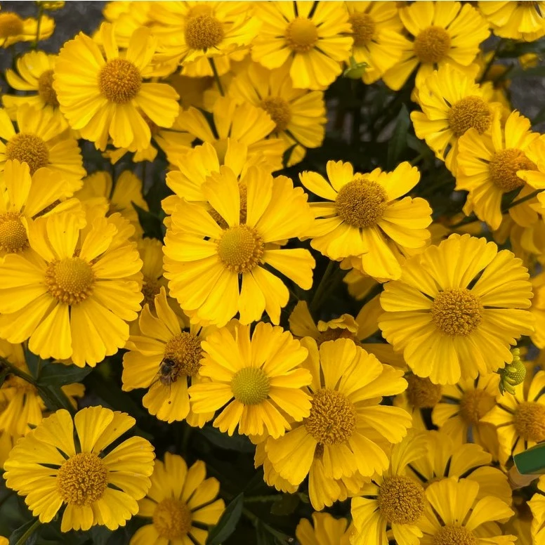 Helenium 'Lemon Sundae' - Cowell's Garden Centre | Woolsington