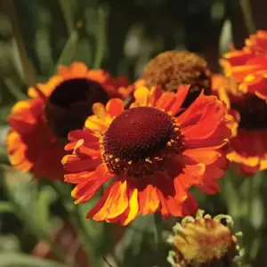 Helenium 'Mardi Gras' 3L