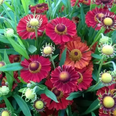 Helenium autumnale 'Ranchera'  3L