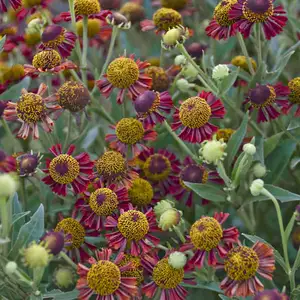 Helenium 'Ruby Tuesday' 1L