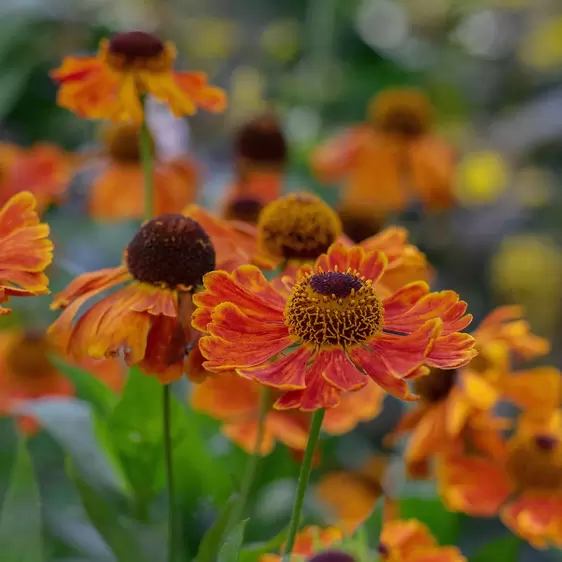 Helenium 'Sahin's Early Flowerer' 3L