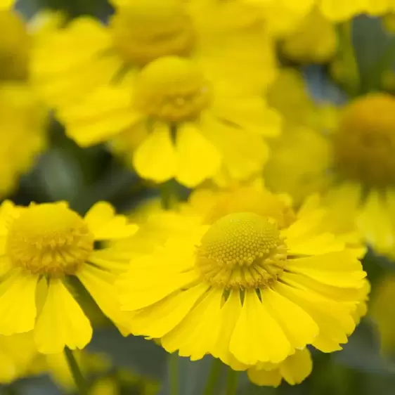 Helenium autumnale 'Sombrero' 1L - image 1