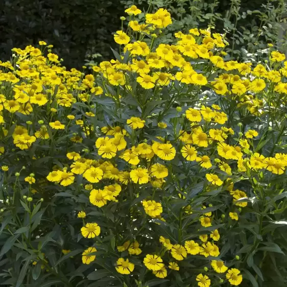 Helenium autumnale 'Sombrero' 3L - image 2