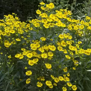 Helenium autumnale 'Sombrero' 1L - image 2