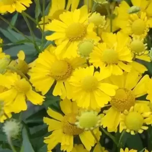 Helenium autumnale 'Sombrero' 1L - image 3