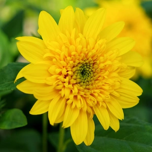 Helianthus 'Double Whammy' 3L - image 1