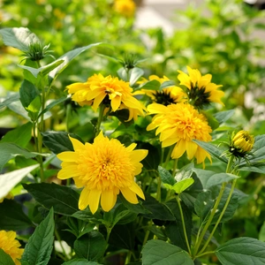 Helianthus 'Double Whammy' 3L - image 2