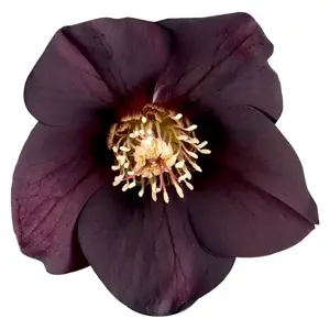 Helleborus 'Abigail'