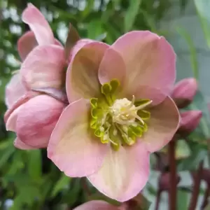 Helleborus x ericsmithii 'Angel Glow' 3L