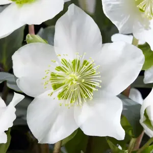 Helleborus 'Christmas Carol'