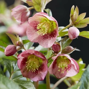 Helleborus 'Dacaya'