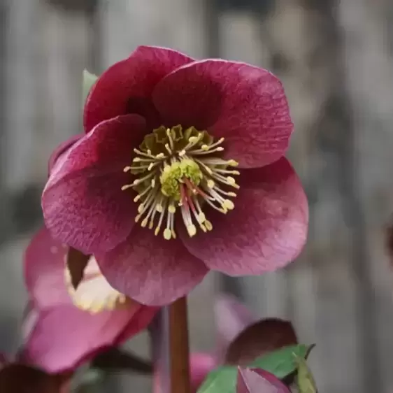 Helleborus Frostkiss® 'Charmer' - Picture Copyright Bob Purnell