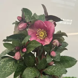Helleborus 'Frostkiss Cosmio'