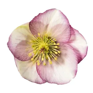 Picture Credit - ©Winterangels