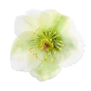 Picture Credit - ©Winterangels