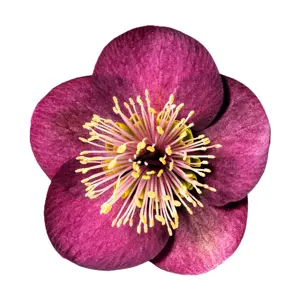 Picture Credit - ©Winterangels