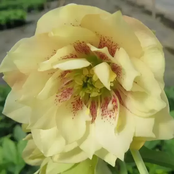 Helleborus Harvington® 'Double Cream Speckled' - © The Bransford Webbs Plant Company