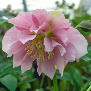 Helleborus 'Harvington Double Pink' 2L - image 1