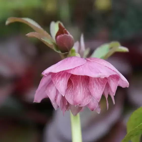 Helleborus Harvington® 'Double Pink' - © Bob Purnell