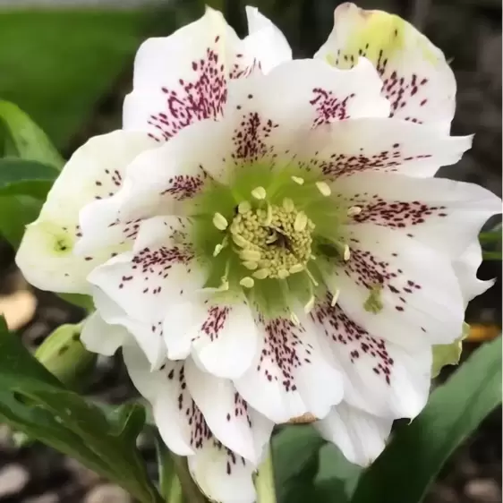 Helleborus Harvington® 'Double White Speckled' - © Garden Tags