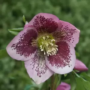 Helleborus Harvington® 'Pink Speckled' - © Bob Purnell