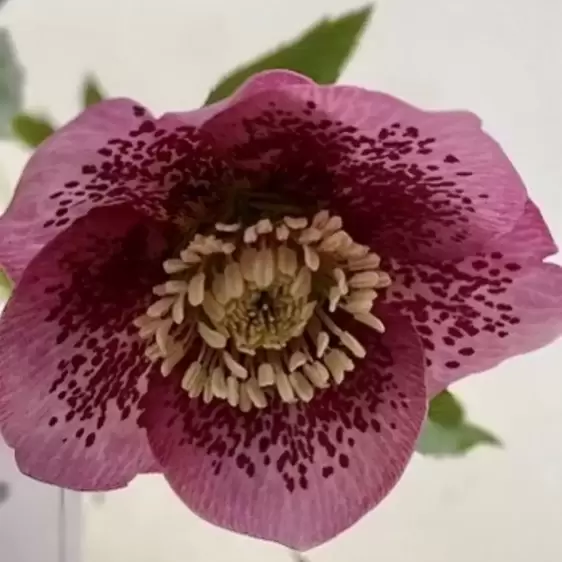 Helleborus 'Harvington Pink Speckled' 2L - image 2