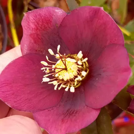 Helleborus 'Harvington Red' 2L