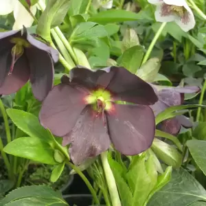 Helleborus 'Harvington Shades of Night' 2L - image 2