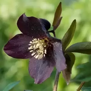 Helleborus Harvington® 'Shades Of Night' - © The Bransford Webbs Plant Company